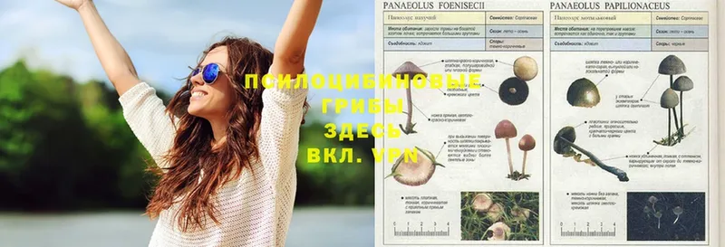 Галлюциногенные грибы Psilocybine cubensis  Ивдель 